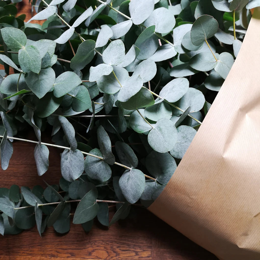 Fresh Eucalyptus Stems (8x Stems)